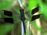 Dragonfly+wings+close+up